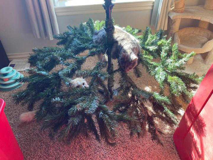 Большая рождественская подборка: 20 фото об извечном противостоянии котов и елок