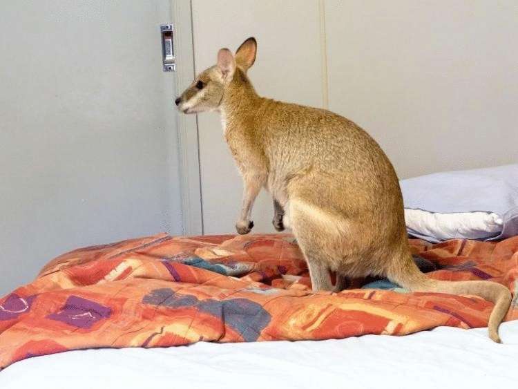 Это Австралия, детка: чтобы как следует выспаться, валлаби залез в кровать на глазах у хозяйки