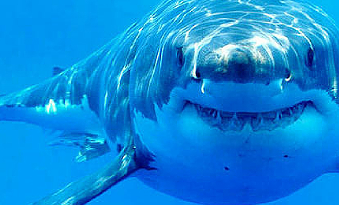 Почему белых акул нет ни в одном океанариуме мира