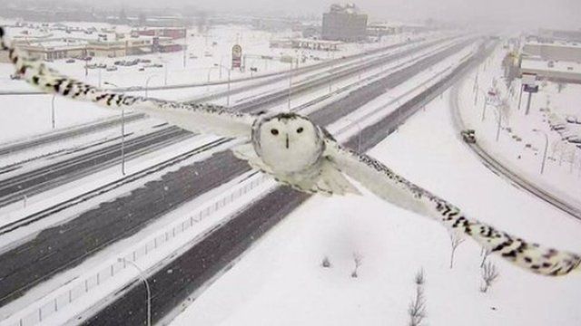 Потрясающую снежную сову случайно запечатлела дорожная камера