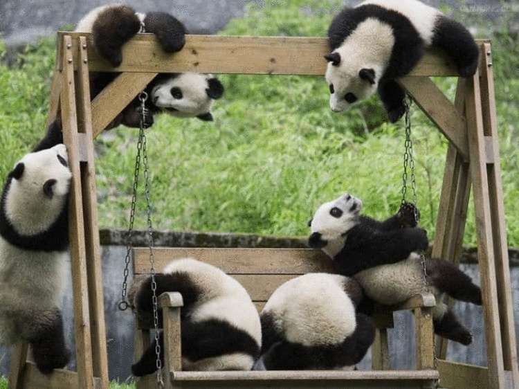 Самое милое место на земле — детский сад для панд