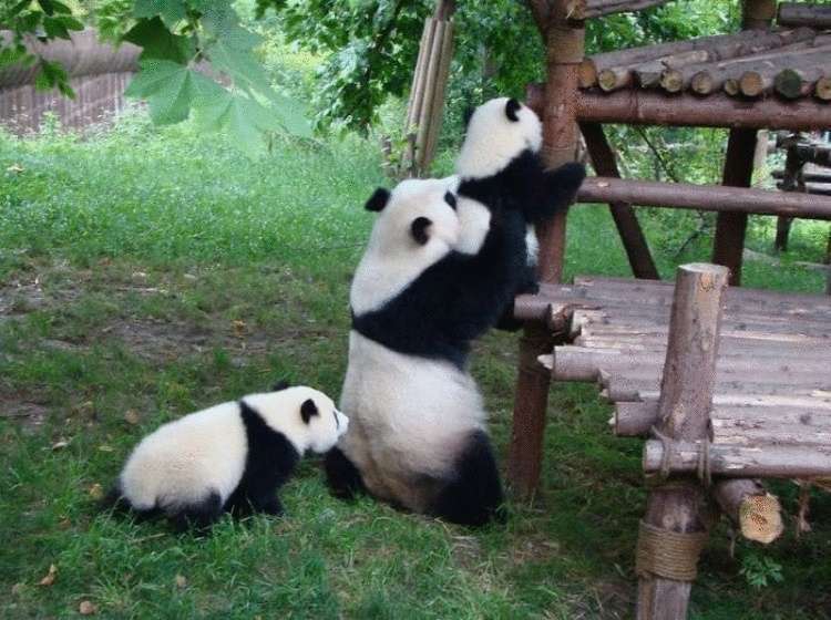 Самое милое место на земле — детский сад для панд
