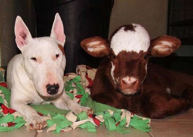Спасенная корова живет с 12 собаками в доме и считает, что она тоже собака!