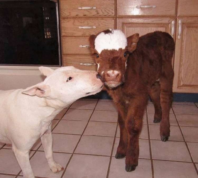 Спасенная корова живет с 12 собаками в доме и считает, что она тоже собака!