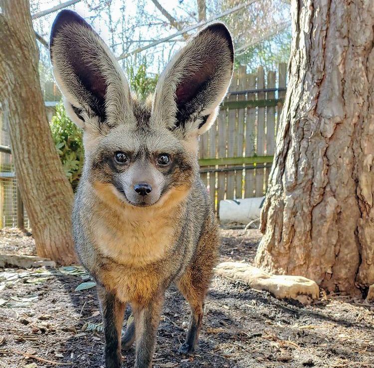 16 удивительных животных, которых природа наградила знатными ушами