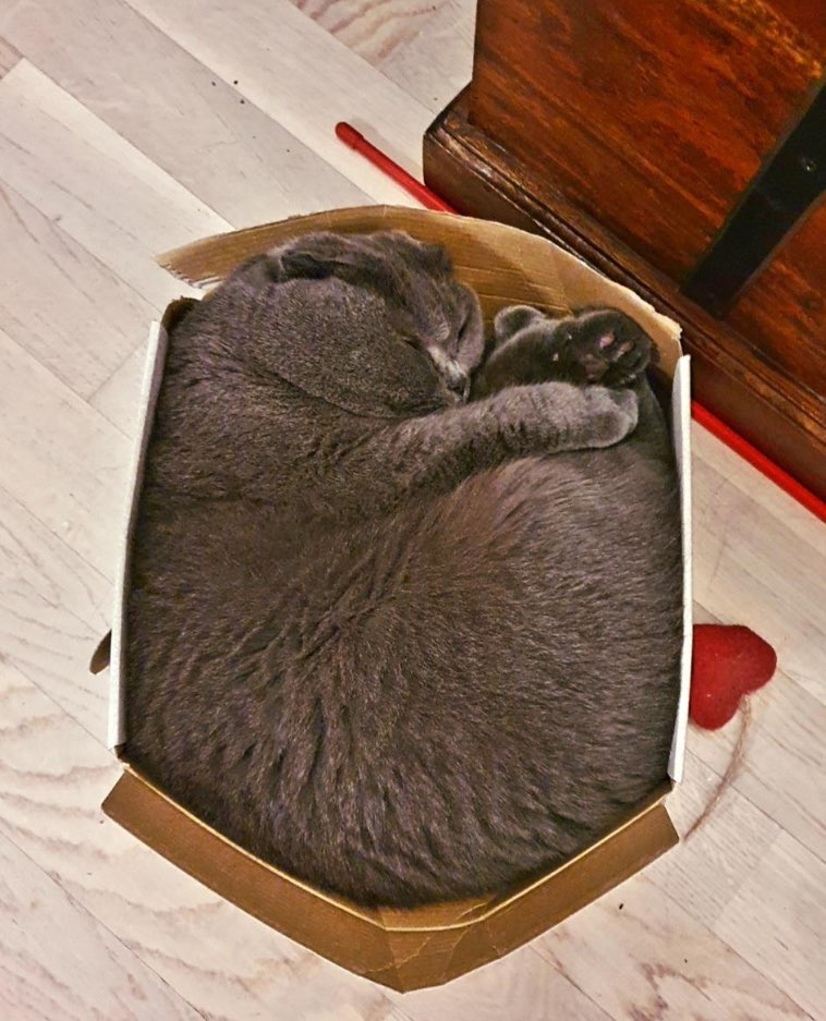 17 подтверждений, что если в доме появится пустая картонная коробка, то котик обязательно в нее залезет