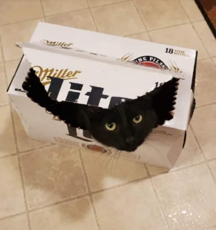 17 подтверждений, что если в доме появится пустая картонная коробка, то котик обязательно в нее залезет