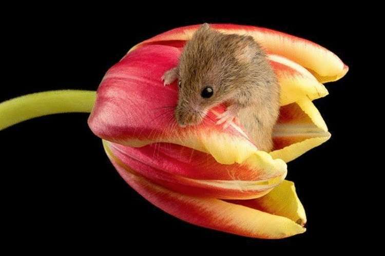 Потрясающие работы! Пробираясь сквозь тюльпаны на цыпочках, фотограф снимает мышей