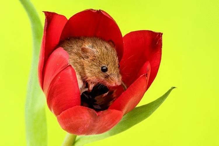 Потрясающие работы! Пробираясь сквозь тюльпаны на цыпочках, фотограф снимает мышей