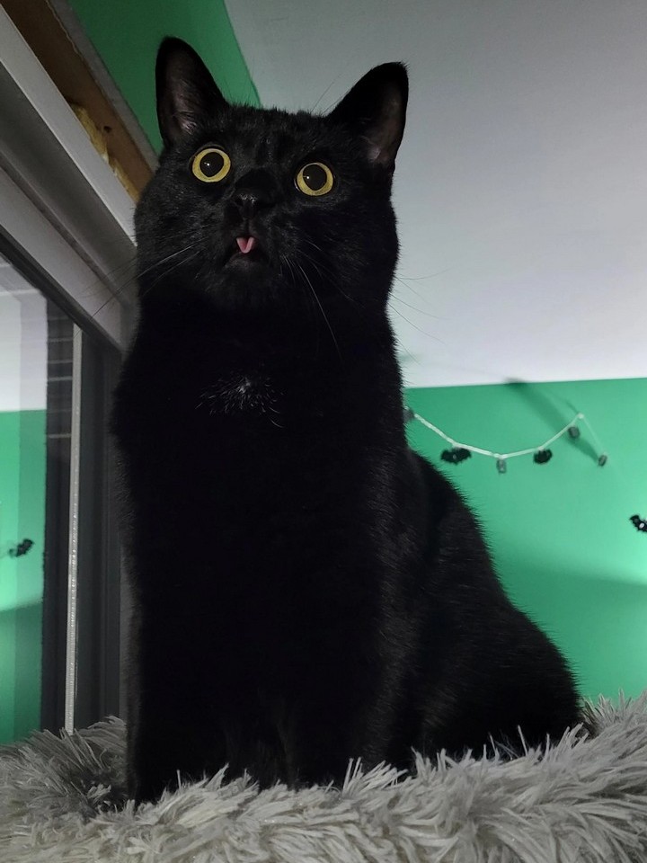 16 фото из жизни черных котов, которые покажут, что связанные с ними суеверия — это выдумки