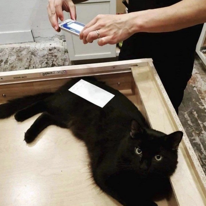16 фото из жизни черных котов, которые покажут, что связанные с ними суеверия — это выдумки