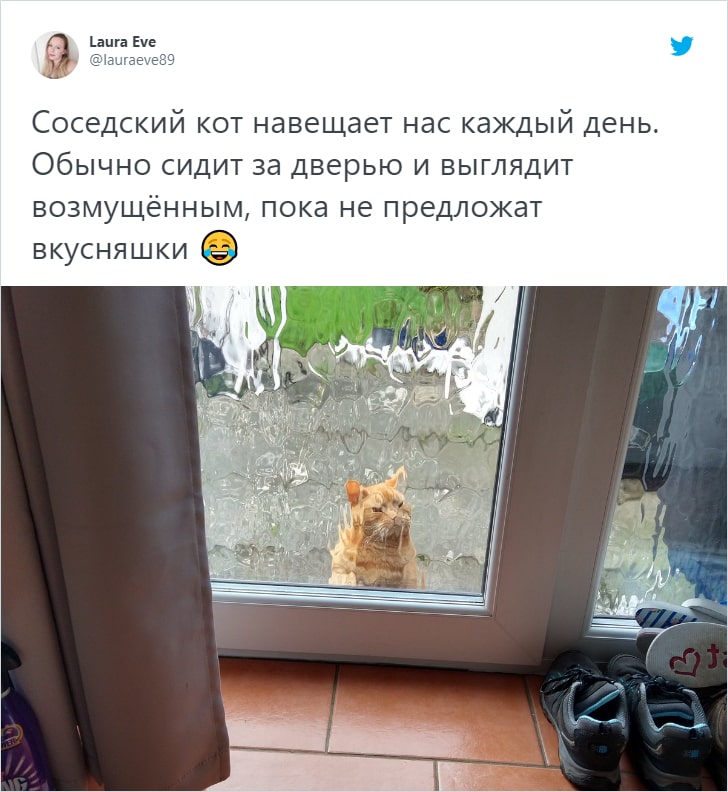Пользователи сети поделились историями, когда находили у себя дома чужих котов