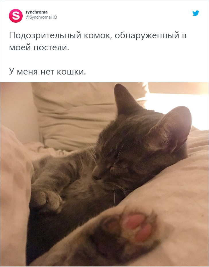 Пользователи сети поделились историями, когда находили у себя дома чужих котов