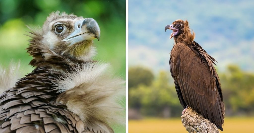 12 крупнейших птиц Земли, которые демонстрируют силу и мощь, подаренные природой