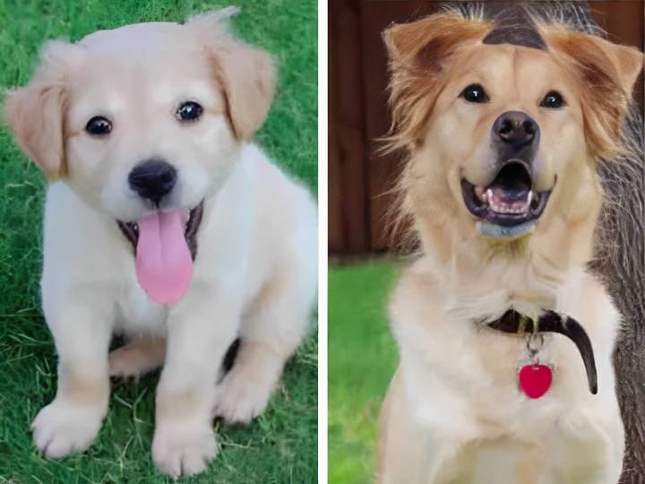 16 фото, на которых хорошо видно, как неуклюжие щеночки превращаются во взрослых собак