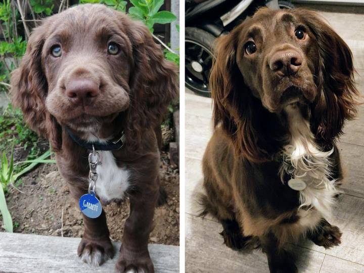 16 фото, на которых хорошо видно, как неуклюжие щеночки превращаются во взрослых собак