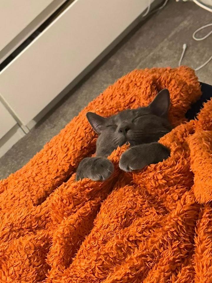 16 сонных котиков, которым так и хочется подоткнуть одеялко и прочитать сказку на ночь
