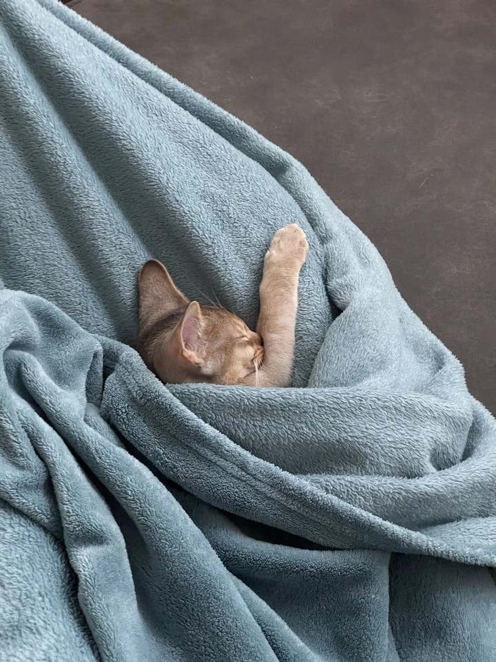 16 сонных котиков, которым так и хочется подоткнуть одеялко и прочитать сказку на ночь