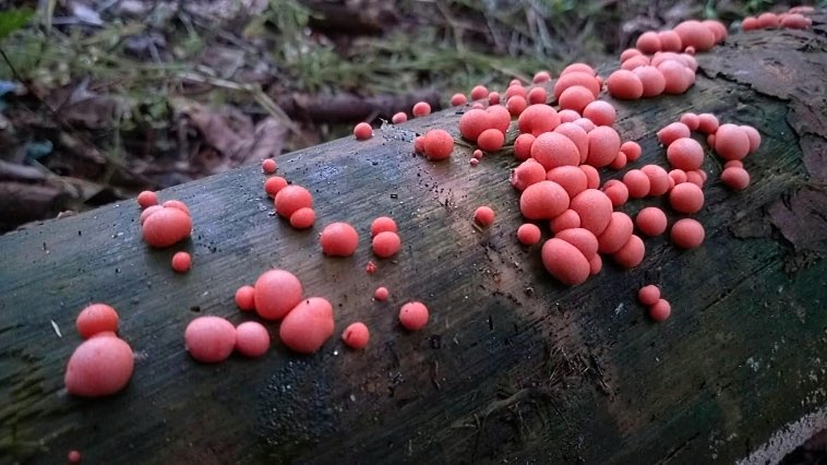18 грибов, один лишь вид которые наводит на мысль, что инопланетяне на Земле все же побывали