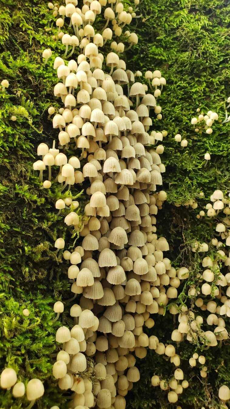 18 грибов, один лишь вид которые наводит на мысль, что инопланетяне на Земле все же побывали
