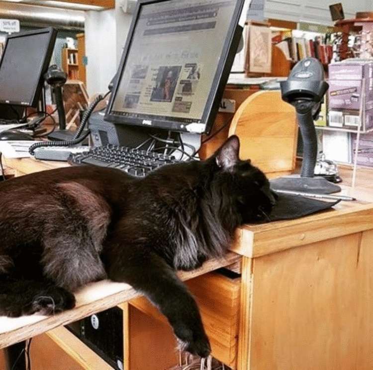 Бездомный котенок забрел в книжный магазин и вот уже 11 лет живет в нем
