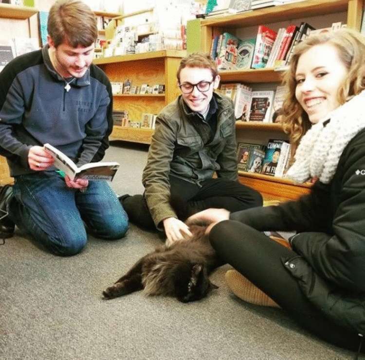 Бездомный котенок забрел в книжный магазин и вот уже 11 лет живет в нем