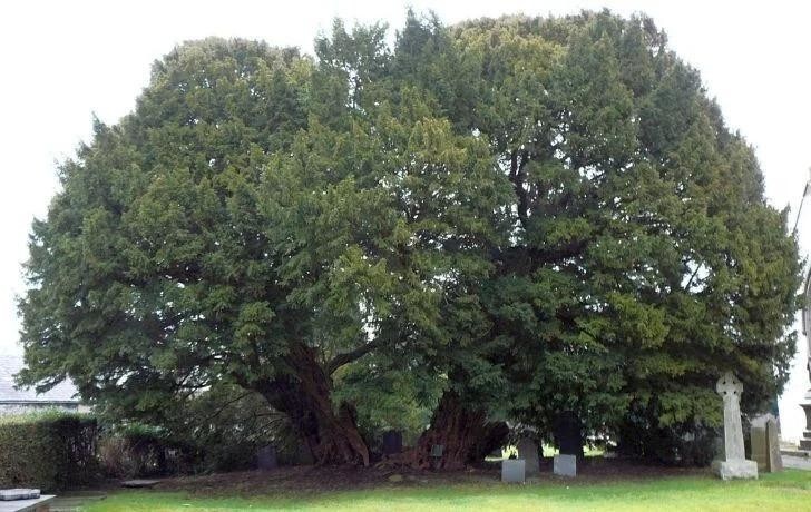 Как давно появились деревья? 7 самых древних деревьев в мире