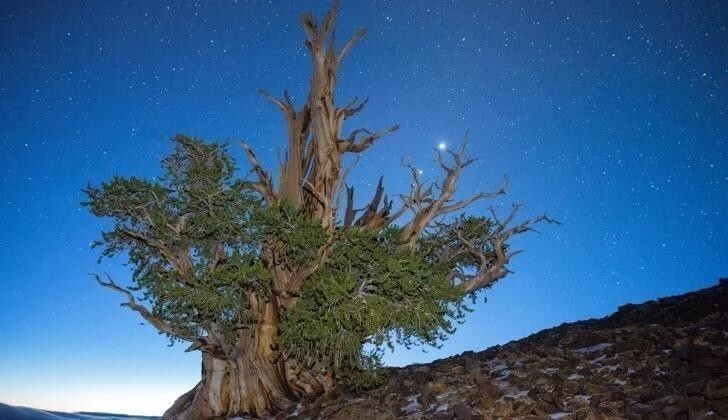 Как давно появились деревья? 7 самых древних деревьев в мире