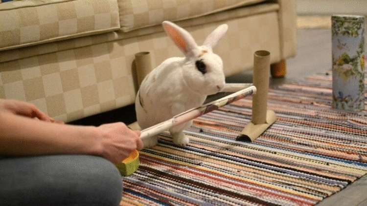 Кролик попал в Книгу рекордов Гиннесса, выполнив 20 трюков за минуту 