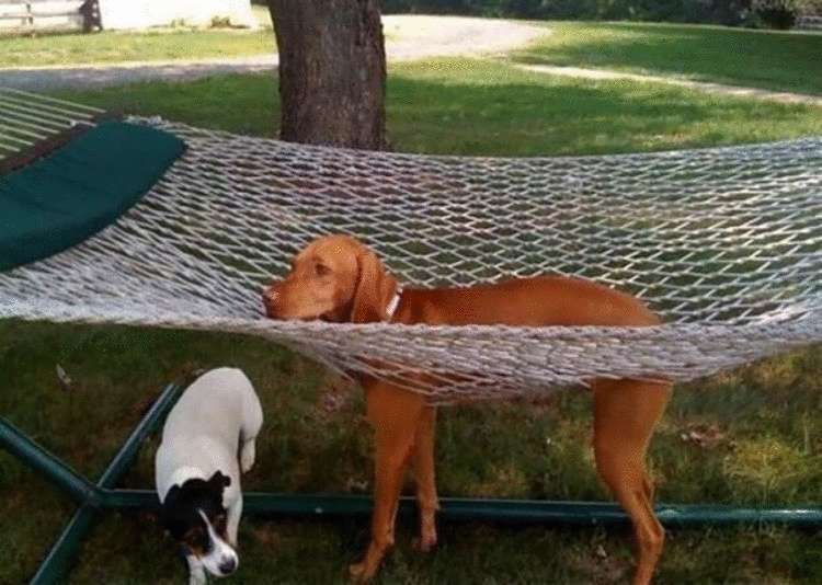 Нелепые моменты из жизни собак: 33 смешных фото