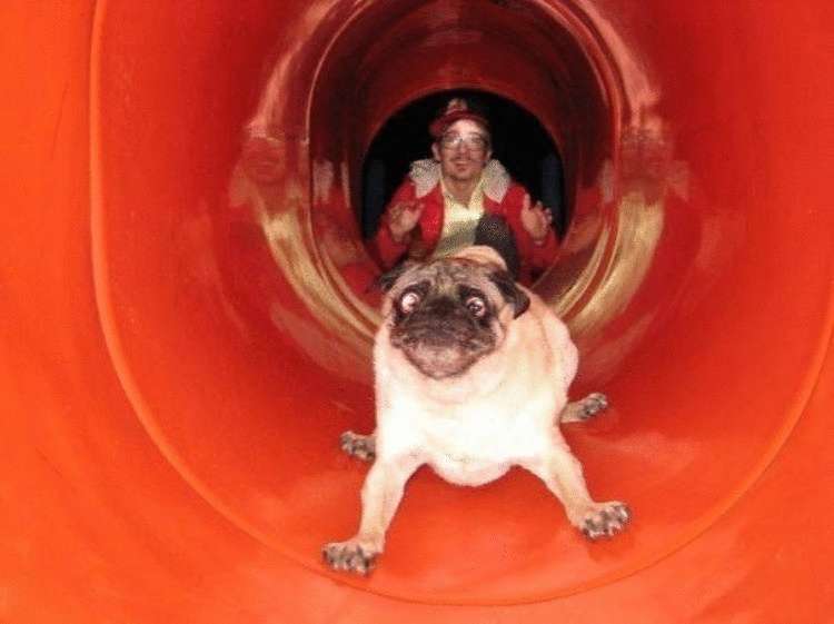 Нелепые моменты из жизни собак: 33 смешных фото