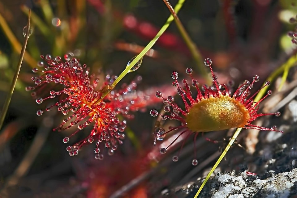 Природе есть нас удивить: 10 невероятных растений