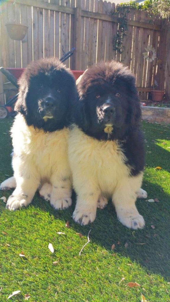 Собаки породы ньюфаундленды, как огромные милые медведи