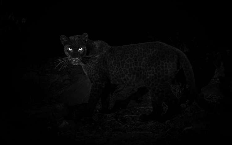 Впервые за последние сто лет британскому фотографу удалось заснять редчайшего чёрного леопарда