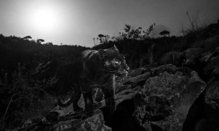 Впервые за последние сто лет британскому фотографу удалось заснять редчайшего чёрного леопарда