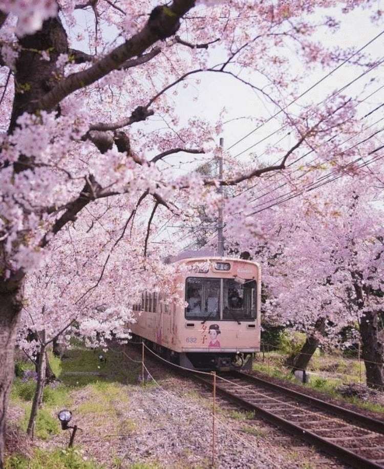 Японию удивительная страна! 20 фото, которые невозможно сделать где-нибудь, кроме Японии