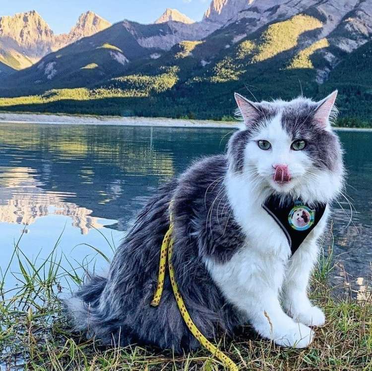 Котик из Канады гуляет по горам и ведёт Инстаграм, которому позавидует любой тревел-блогер