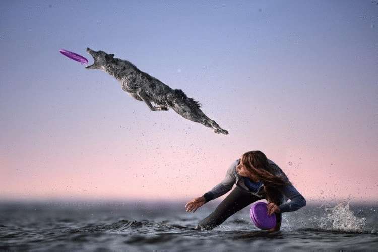 Пёсик прыгнул за фиолетовым диском для фрисби и моментально влетел в битву фотошоп-мастеров