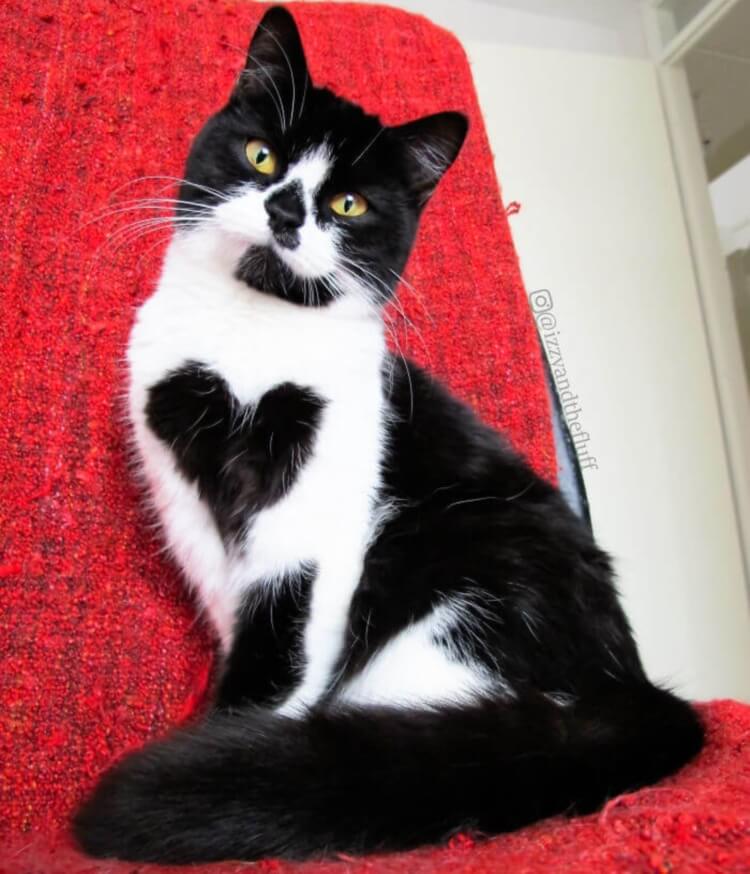 Знакомьтесь, это Зоэ! Кошка, которая буквально носит сердце на груди