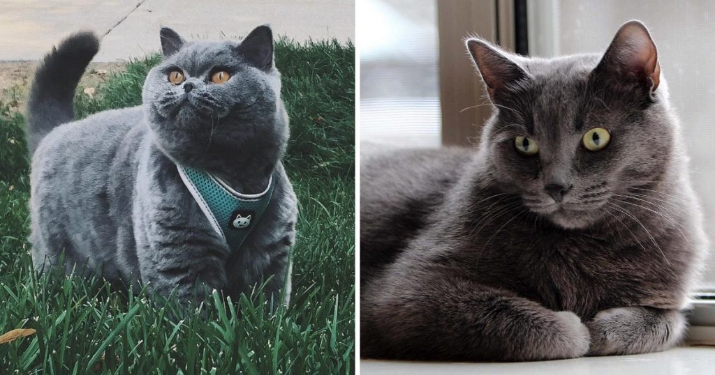 12 пар породистых кошек, которые трудно различить