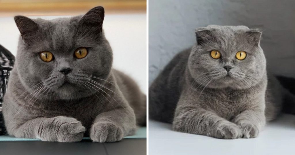 12 пар породистых кошек, которые трудно различить