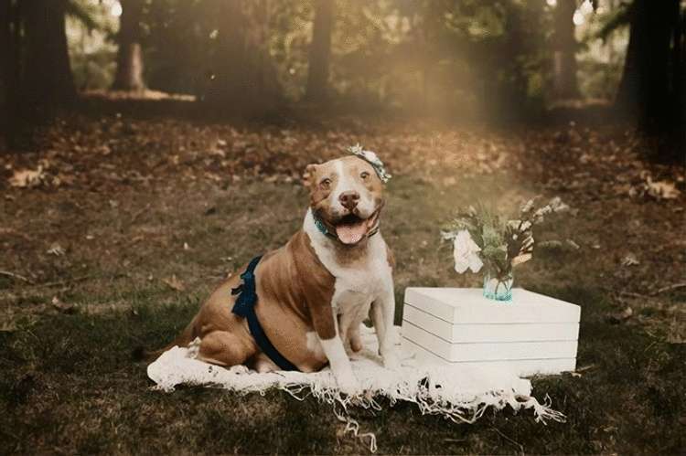 Беременную собаку спасли зоозащитники и сделали ее настоящей фотомоделью