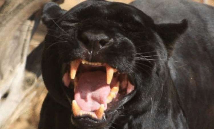 Доказательства того, что пантеры ─ это просто огромные чёрные кошки