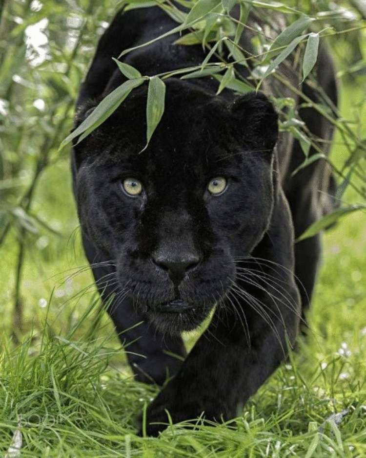 Доказательства того, что пантеры ─ это просто огромные чёрные кошки