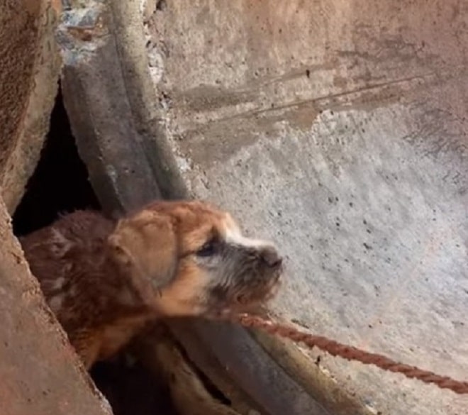 Грязный щенок застрял между трубами, беспомощно пытаясь освободиться