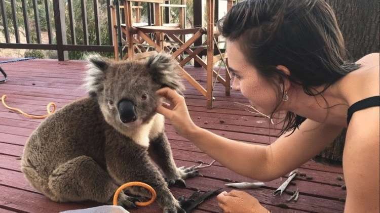 Очаровательная коала отблагодарила девушка поцелуем за добрый поступок