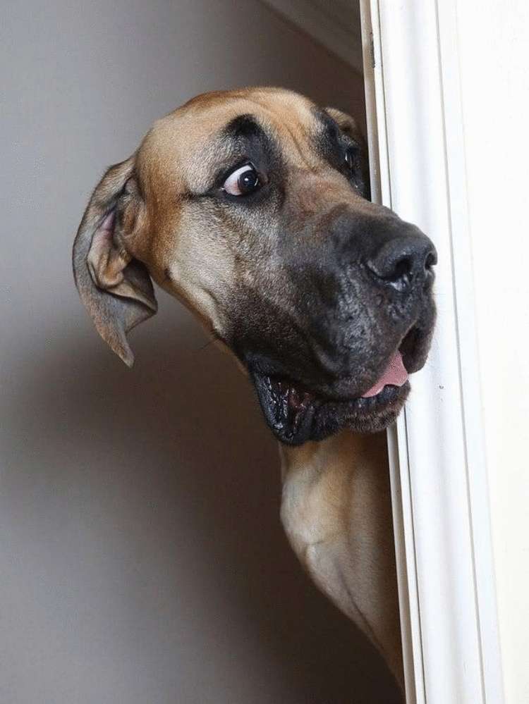 Смешные фотографии собак, которые сделают даже самый хмурый день светлей