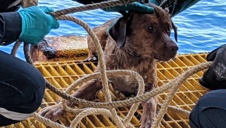 Тайские нефтяники в Южно-Китайском море спасли собаку, оказавшуюся в 217 км от берега. Но она и сама не сплоховала