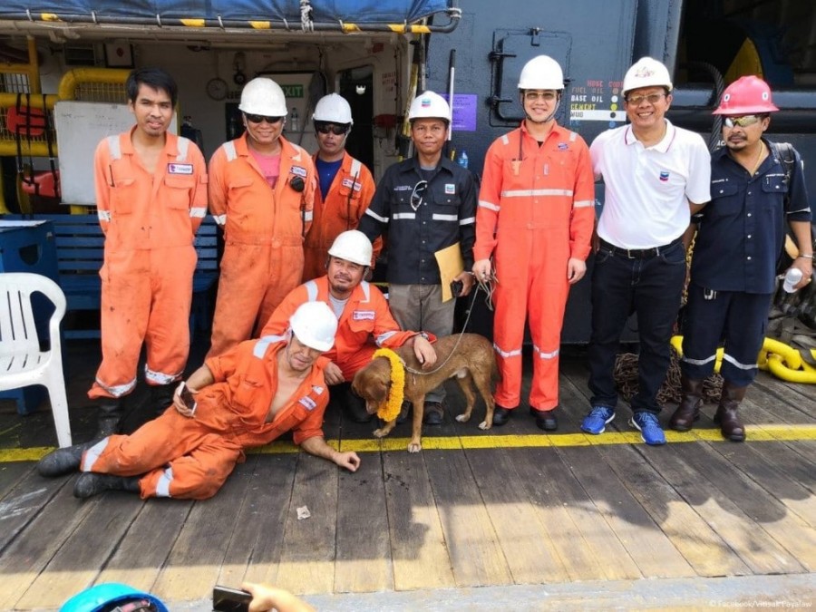 Тайские нефтяники в Южно-Китайском море спасли собаку, оказавшуюся в 217 км от берега. Но она и сама не сплоховала