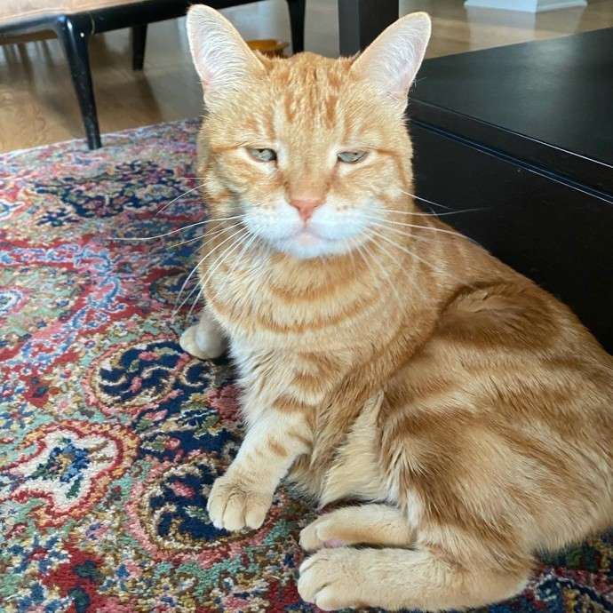 Марли — самый разочарованный кот в мире. Весь его вид выражает неудовольство